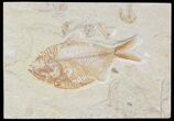 Cretaceous Fossil Fish (Diplomystus birdi) - Lebanon #48523-1
